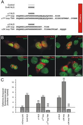 A Novel RNA Editing Sensor Tool and a Specific Agonist Determine Neuronal Protein Expression of RNA-Edited Glycine Receptors and Identify a Genomic APOBEC1 Dimorphism as a New Genetic Risk Factor of Epilepsy